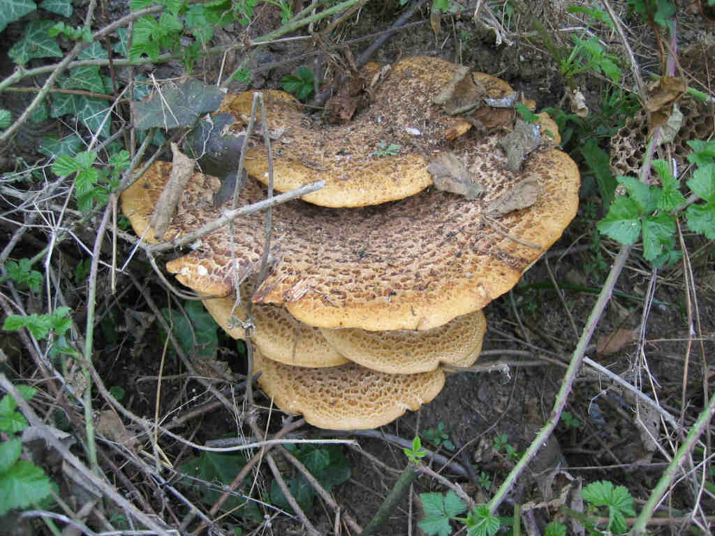 I Funghi primaverili: Polyporus squamosus